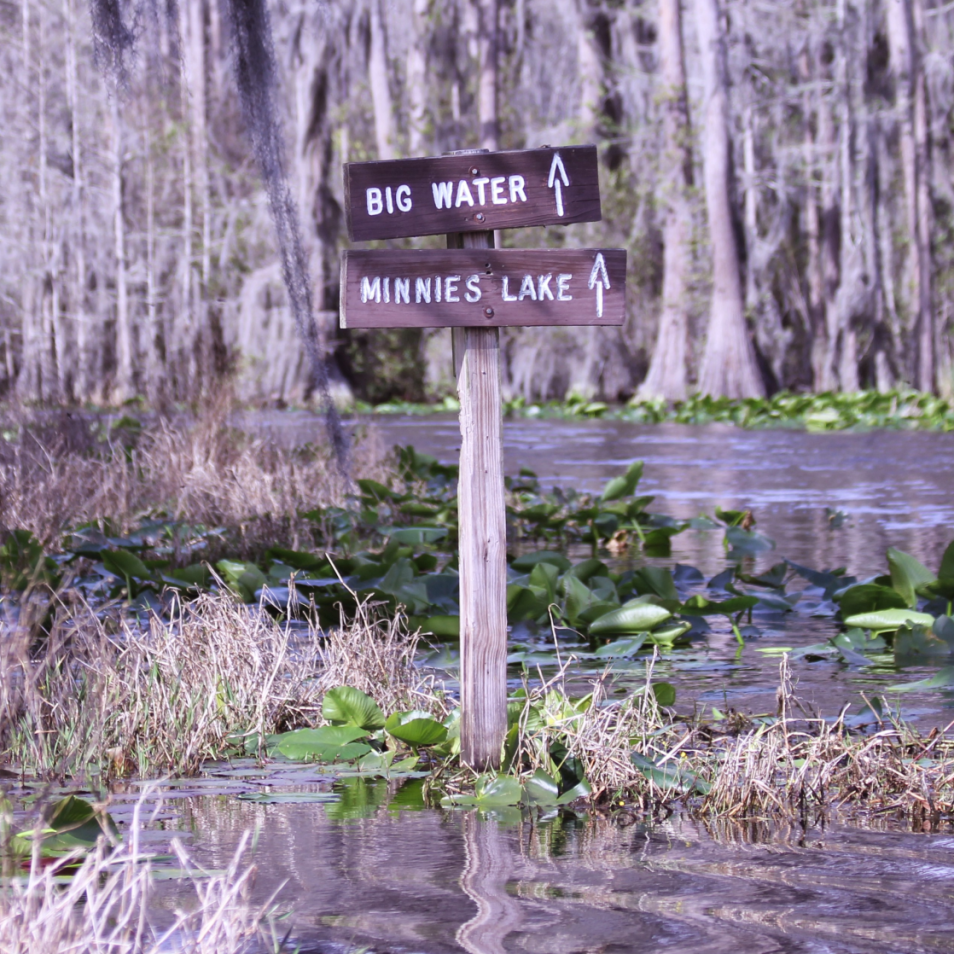 Swamp3-15b